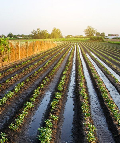 Importancia de las bombas de agua agrícolas.